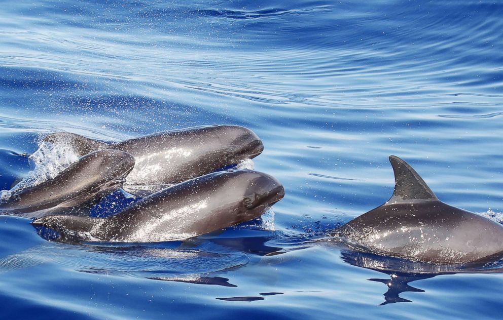 PHOTO: The parent whales and the hybrid are pictured in this undated photo.