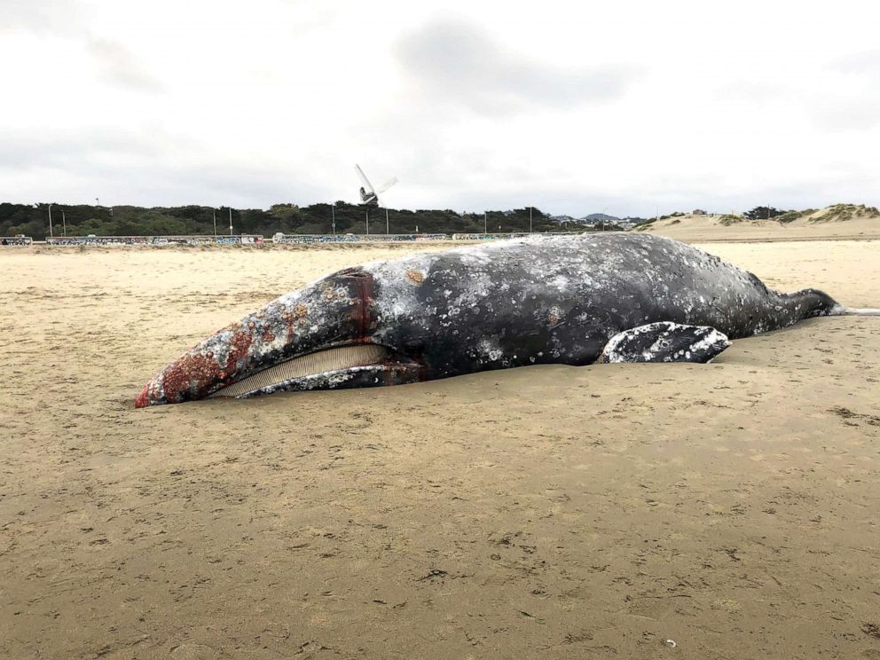 PHOTO: A dead gray whale was found on Ocean Beach in San Francisco, California, May 6, 2019.