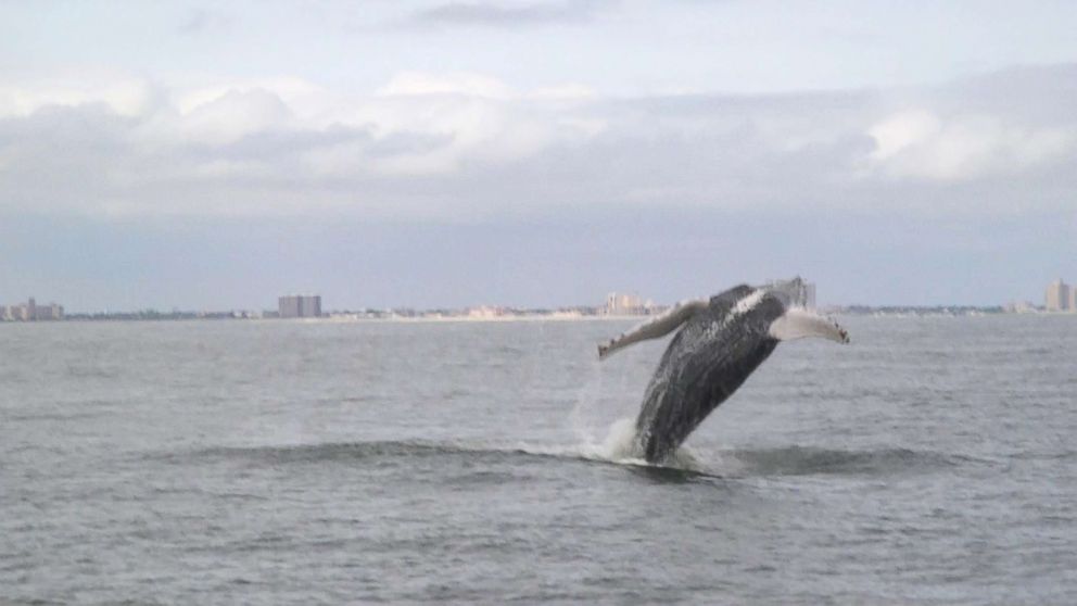 Calls grow for federal probe into whale deaths along Northeast beaches