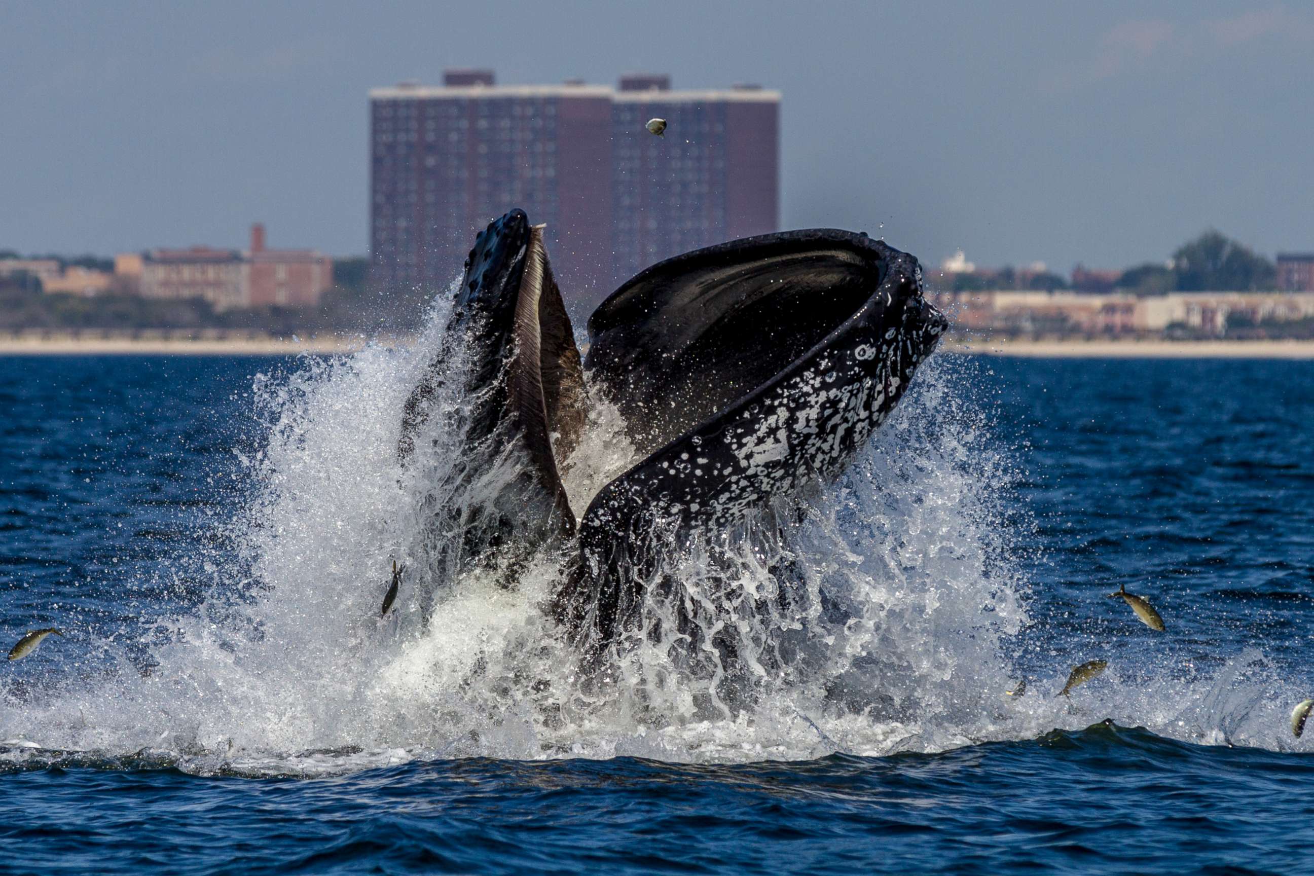 PHOTO: A Humpback whale lunge feeds off New York City's Rockaway Peninsula on Sept. 4, 2014.
