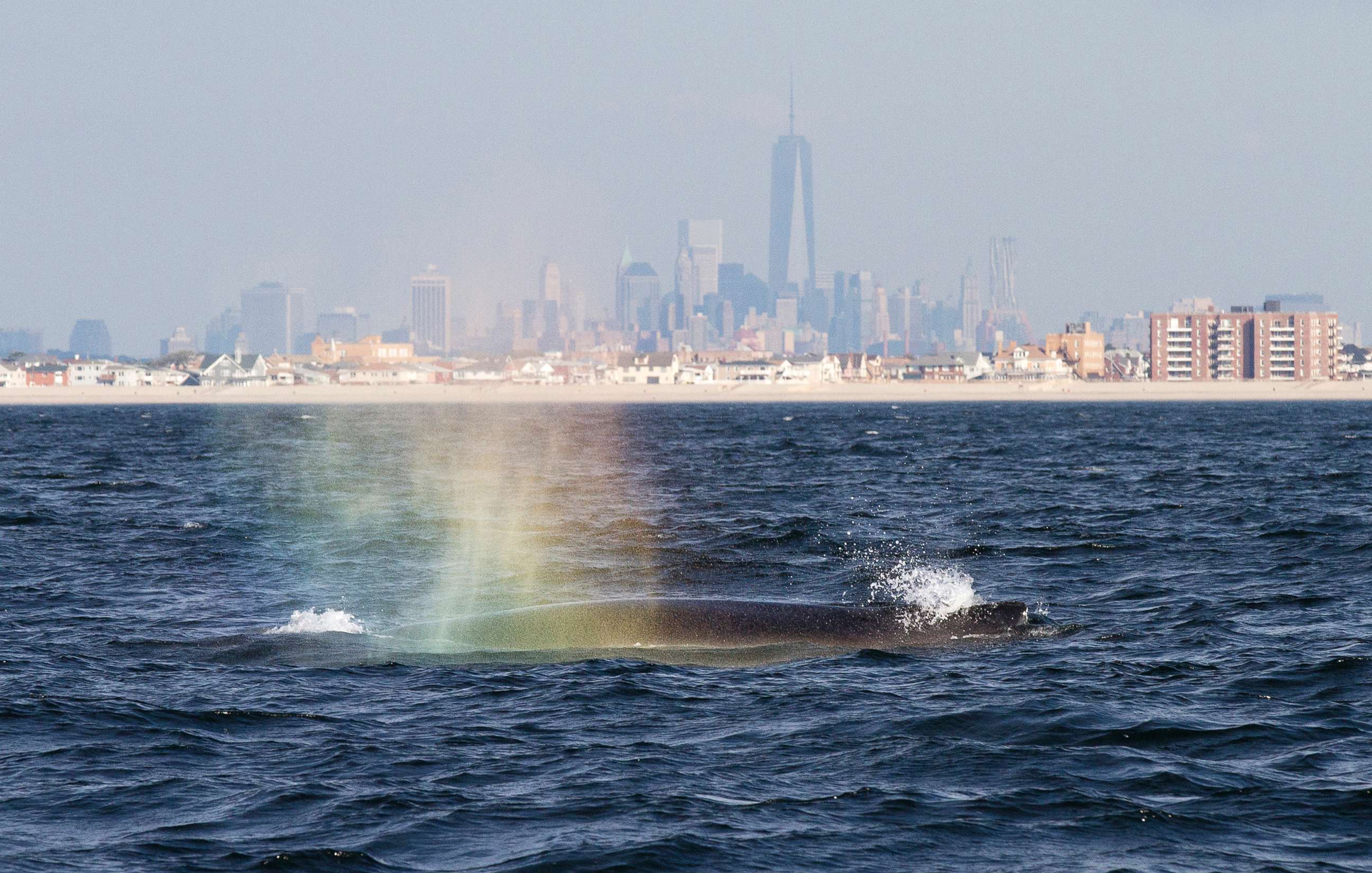 PHOTO: Humpback whale blows into the morning sunlight creating a rainbow of colors off Rockaway Beach on Sept. 3, 2014, in New York City. 