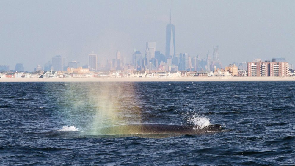 PHOTO: Humpback whale blows into the morning sunlight creating a rainbow of colors off Rockaway Beach on Sept. 3, 2014, in New York City. 