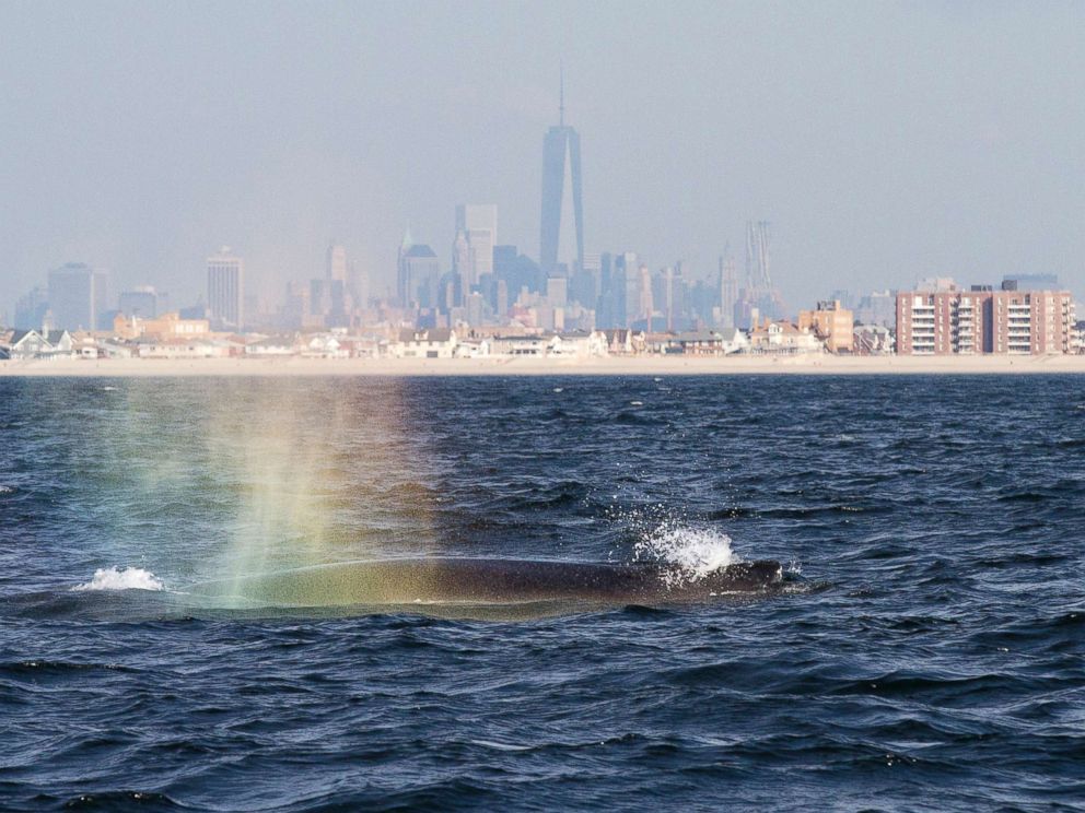 Why Whales Are Returning To New York Citys Once Polluted - 