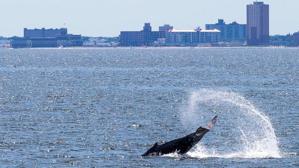 PHOTO: A humpback whale tail slaps off Navasink Beach, June 20, 2014, in Asbury Park, N.J.