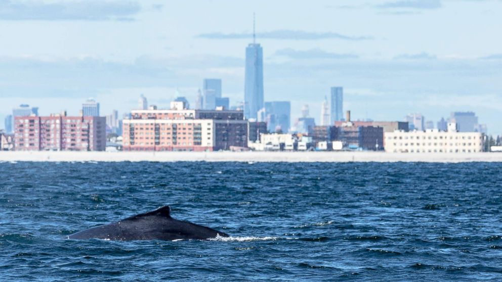 PHOTO: A humpback whale swims off Rockaway Peninsula on Sept. 23, 2013, in the Rockaway Beach neighborhood of New York City. 