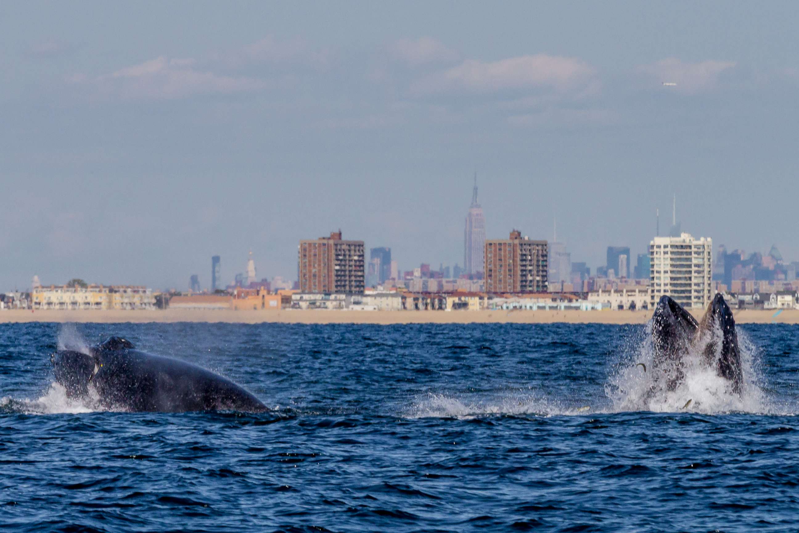 PHOTO: A pair of Humpback whales feeding off New York City's Rockaway Peninsula with The Empire State Building in the background, Sept. 15, 2014.