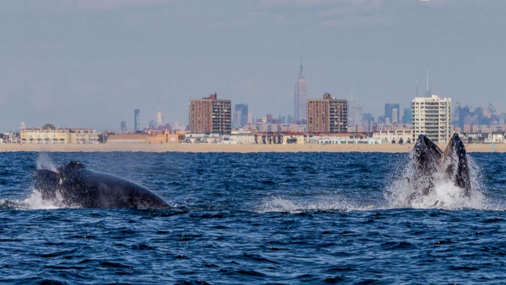 PHOTO: A pair of Humpback whales feeding off New York City's Rockaway Peninsula with The Empire State Building in the background, Sept. 15, 2014.