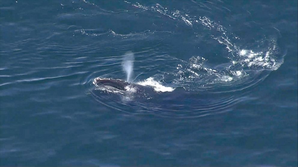 PHOTO: A pod of about 30 endangered North Atlantic right whales were seen feeding off the coast of Marshfield, Massachusetts.