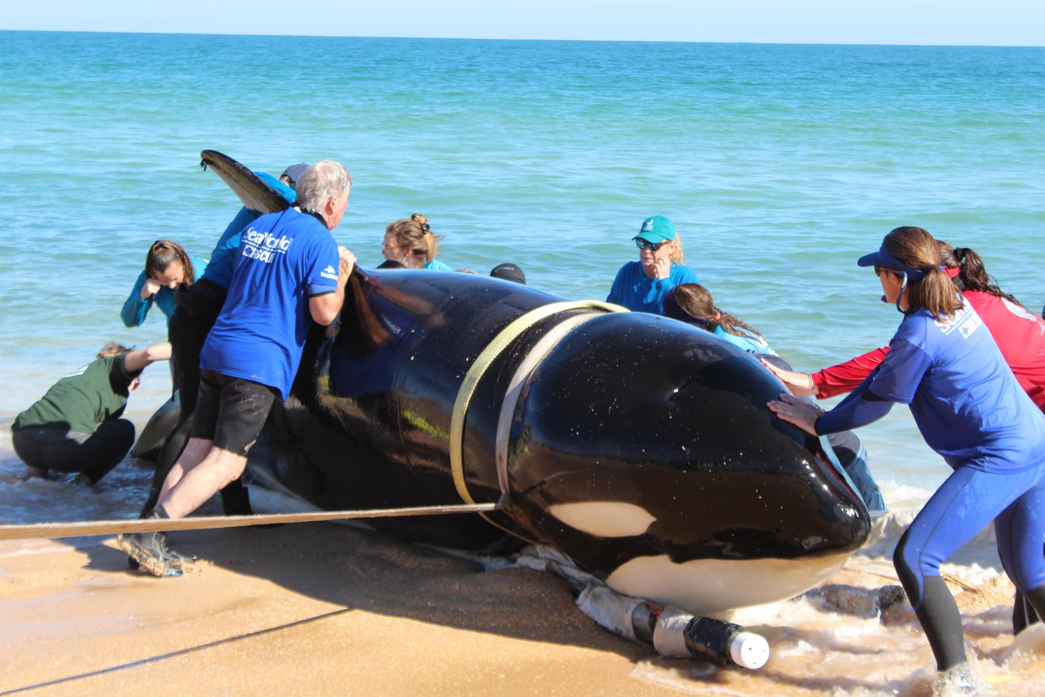 PHOTO: A giant 21-foot killer whale weighing an estimated 3-and-a-half tons has died after beaching itself in the early morning of Jan. 11, 2023 at the south end of Jungle Hut beach in Flagler County, Florida.