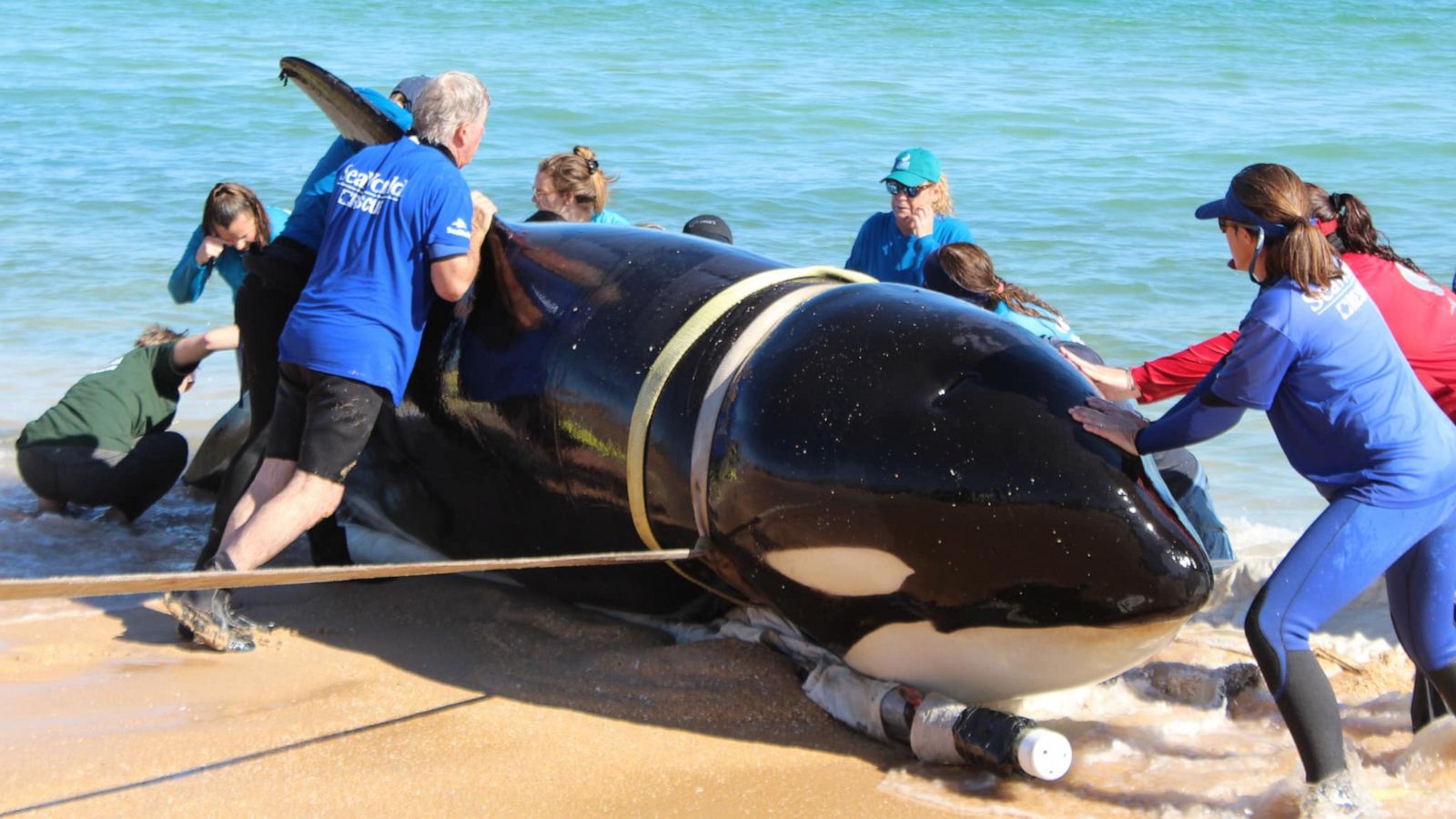21-foot killer whale dies after beaching itself on Florida coast - ABC News