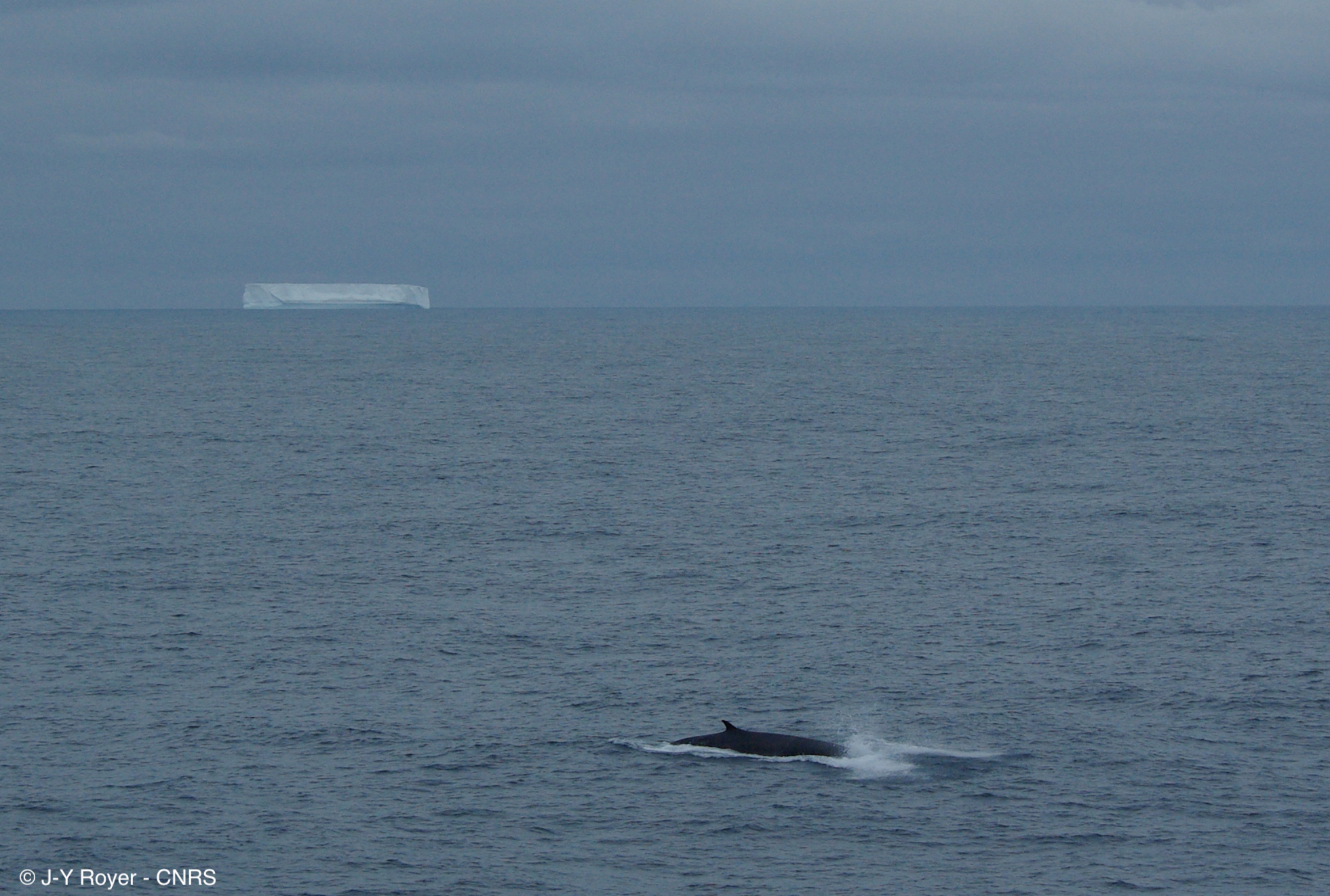 PHOTO: A fin whale surfaces at 58°S in the southern Indian Ocean in a photo captured in January 2010 from the R/V Marion Dufresne, the research vessel that collected hydrophone data for the new study.