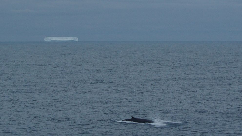 PHOTO: A fin whale surfaces at 58°S in the southern Indian Ocean in a photo captured in January 2010 from the R/V Marion Dufresne, the research vessel that collected hydrophone data for the new study.
