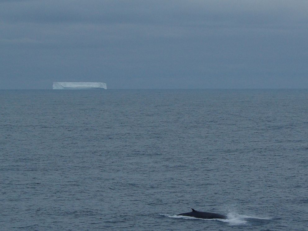 Whale songs in the ocean around Antarctica have transformed; climate ...