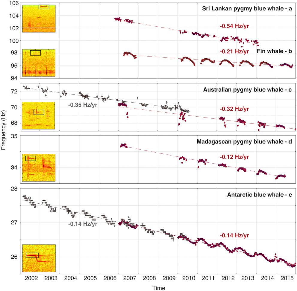 PHOTO: Fin and blue whale call frequencies have declined in the southern Indian Ocean during the period of monitoring, from 2002 to 2015.