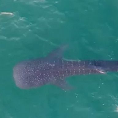 Stunning video shows the whale shark drifting in the water.