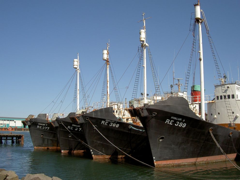 PHOTO: Retired Hvalur whaling vessels sit rusting in Reykjavik Harbour in May 2003.