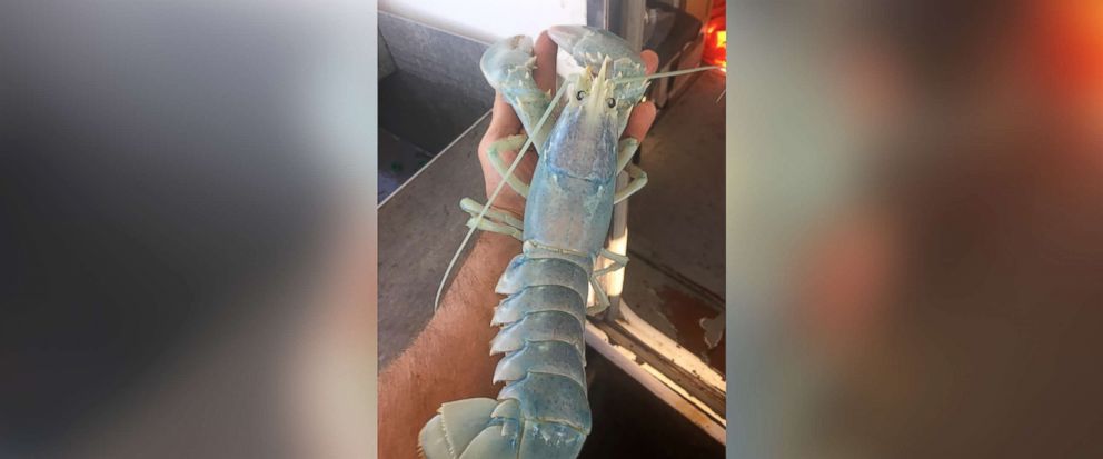 PHOTO: Alex Todd of Chebeague Island, Maine, caught a rare white lobster on Aug. 24, 2017.