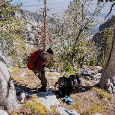 A critical tree species found in some of America's most revered national parks is in decline, leading researchers to embark on a race to prevent more from dying off.