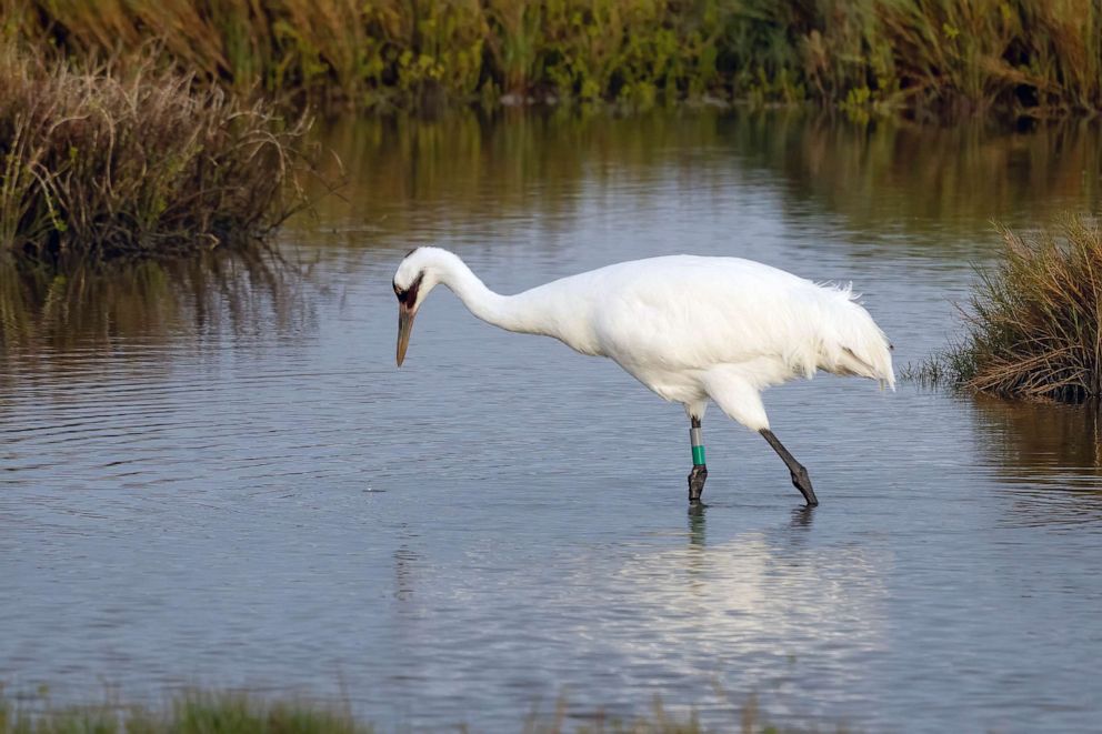 PHOTO: FILE - An adult Whooping Crane, Grus americana, hunting for crabs in a saltwater marsh in the Aransas National Wildlife Refuge in Texas.