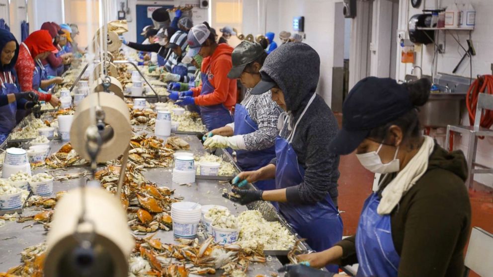 PHOTO: A row of pickers scrape the meat out of steamed crabs at Lindy's Seafood in Fishing Creek, Md.