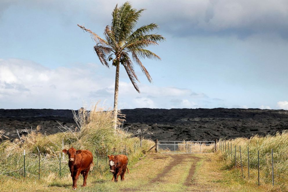 PHOTO: Cows stand in a road in an evacuated community on the outskirts of Pahoa during ongoing eruptions of the Kilauea Volcano in Hawaii, June 6, 2018.