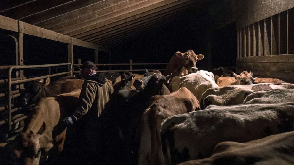 Scooter LaPrise, 53, herds his cows into the milking parlour for the morning milking at EMMA Acres dairy farm, in Exeter, Rhode Island, April 7, 2018. Scooter shouts "Come on, Ladies!" as he directs his cows from their stalls into the milking parlour. Scooter with his wife has about 30 cows on one of eight remaining dairy farms in Rhode Island.