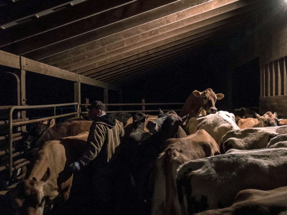 PHOTO: Scooter LaPrise, 53, herds his cows into the milking parlour for the morning milking at EMMA Acres dairy farm, in Exeter, Rhode Island, April 7, 2018.