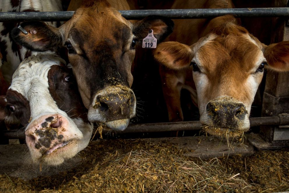 PHOTO: Miss USA and two other dairy cows eat their breakfast after their morning milking at EMMA Acres dairy farm in Exeter, Rhode Island, April 7, 2018.