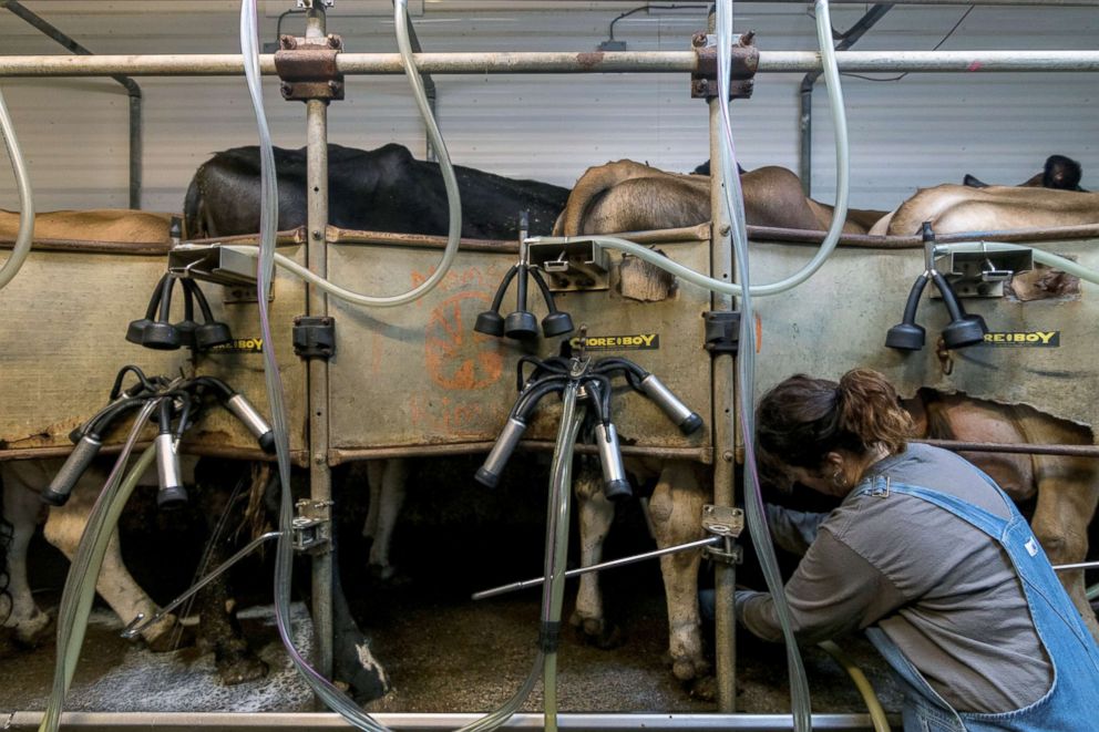 PHOTO: Cynthia LaPrise, 52, the co-owner of EMMA Acres dairy farm, milks the cows, in Exeter, Rhode Island, April 12, 2018.