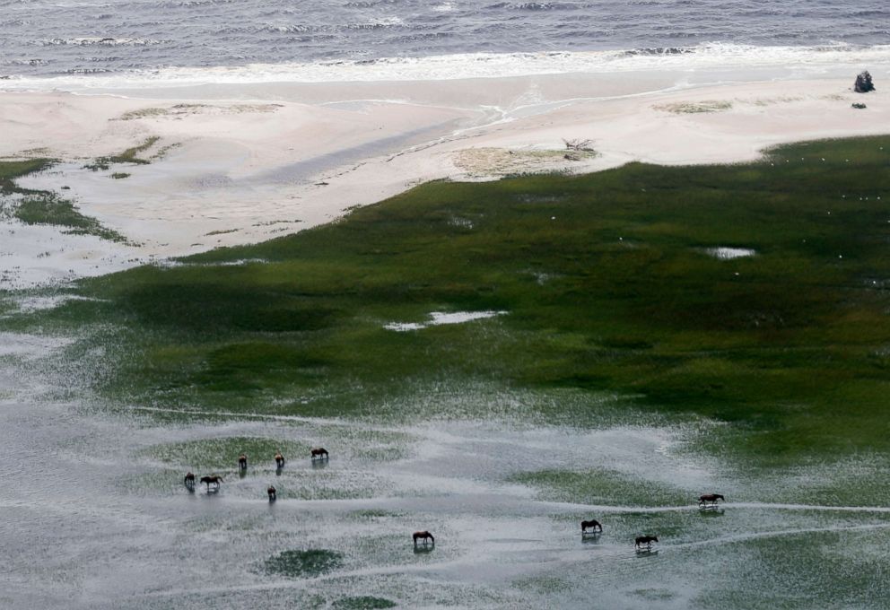 PHOTO: Wild horses roam a barrier island near Beaufort, N.C., Sept. 17, 2018. The horses survived on the island during the storm.