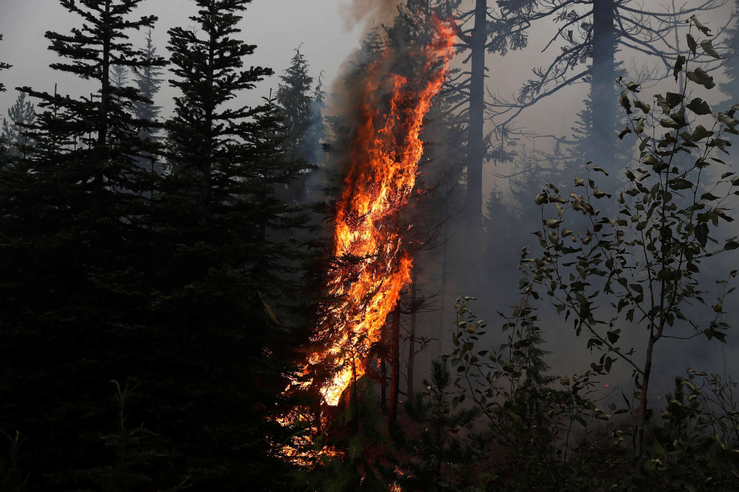 PHOTO: Fire burns on the remains of fire damaged trees as smoke billows in the aftermath of the Beachie Creek fire near Detroit, Ore., Sept. 14, 2020. 