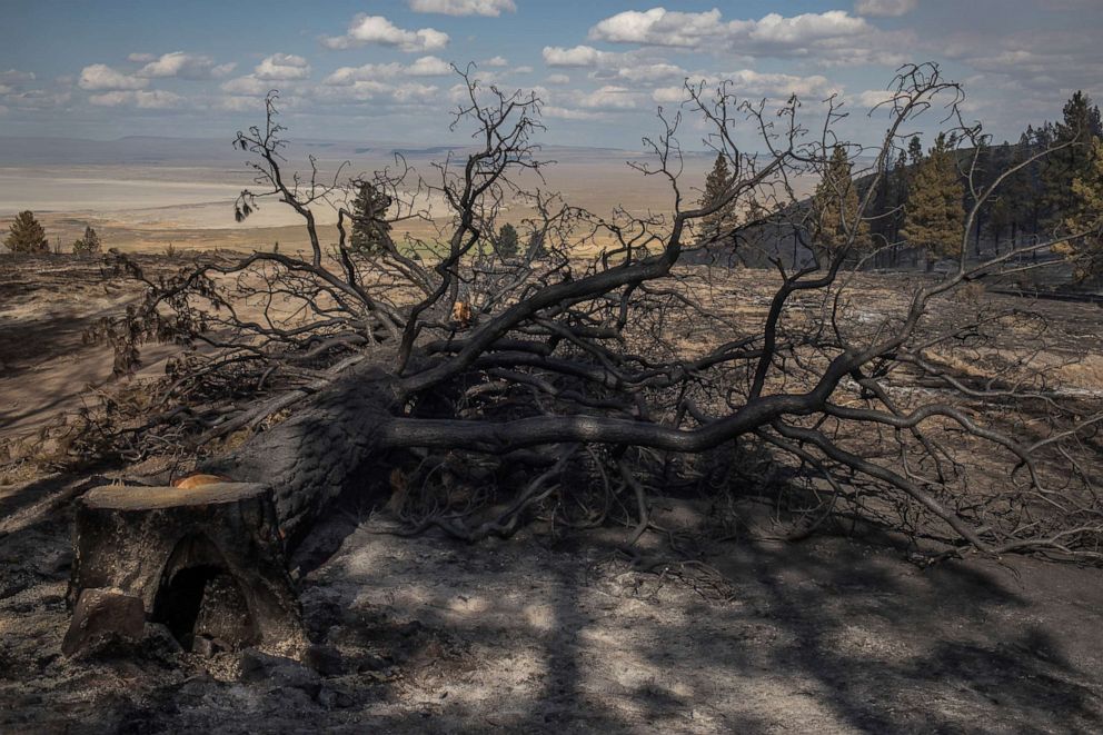 PHOTO: A ponderosa pine tree is cut down after being charred by the Brattain Fire in the Fremont National Forest near Paisley, Oregon, Sept. 19, 2020.