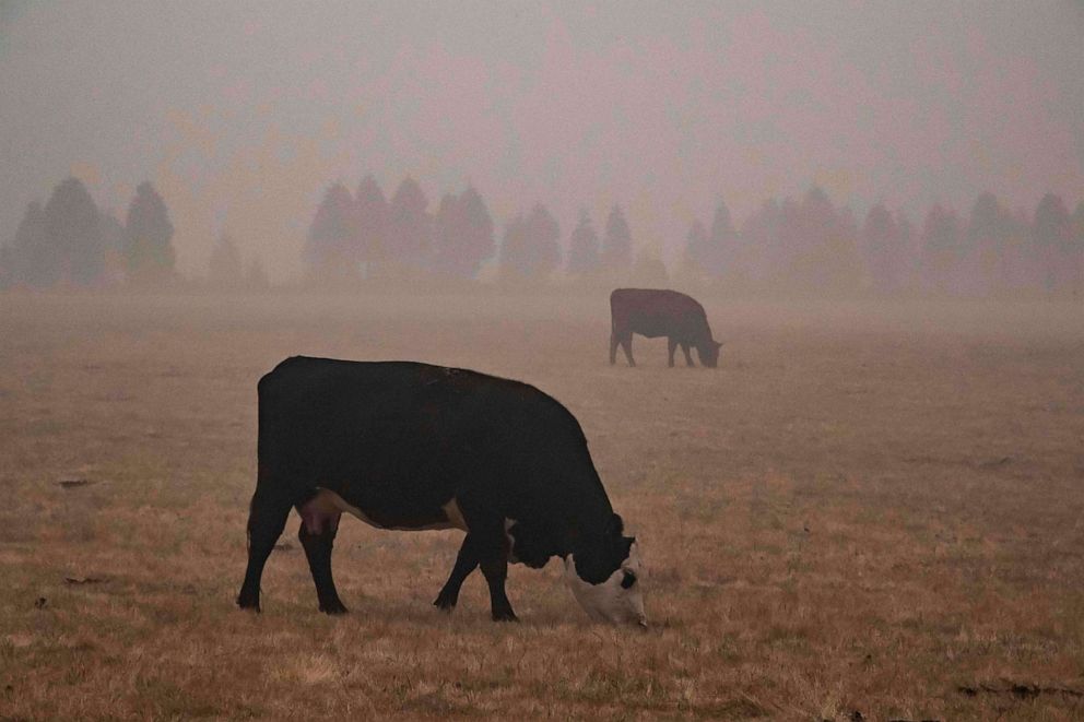 PHOTO: Cows are grazing surrounded by thick smoke from wildfires near Oregon City, Oregon, Sept. 12, 2020.