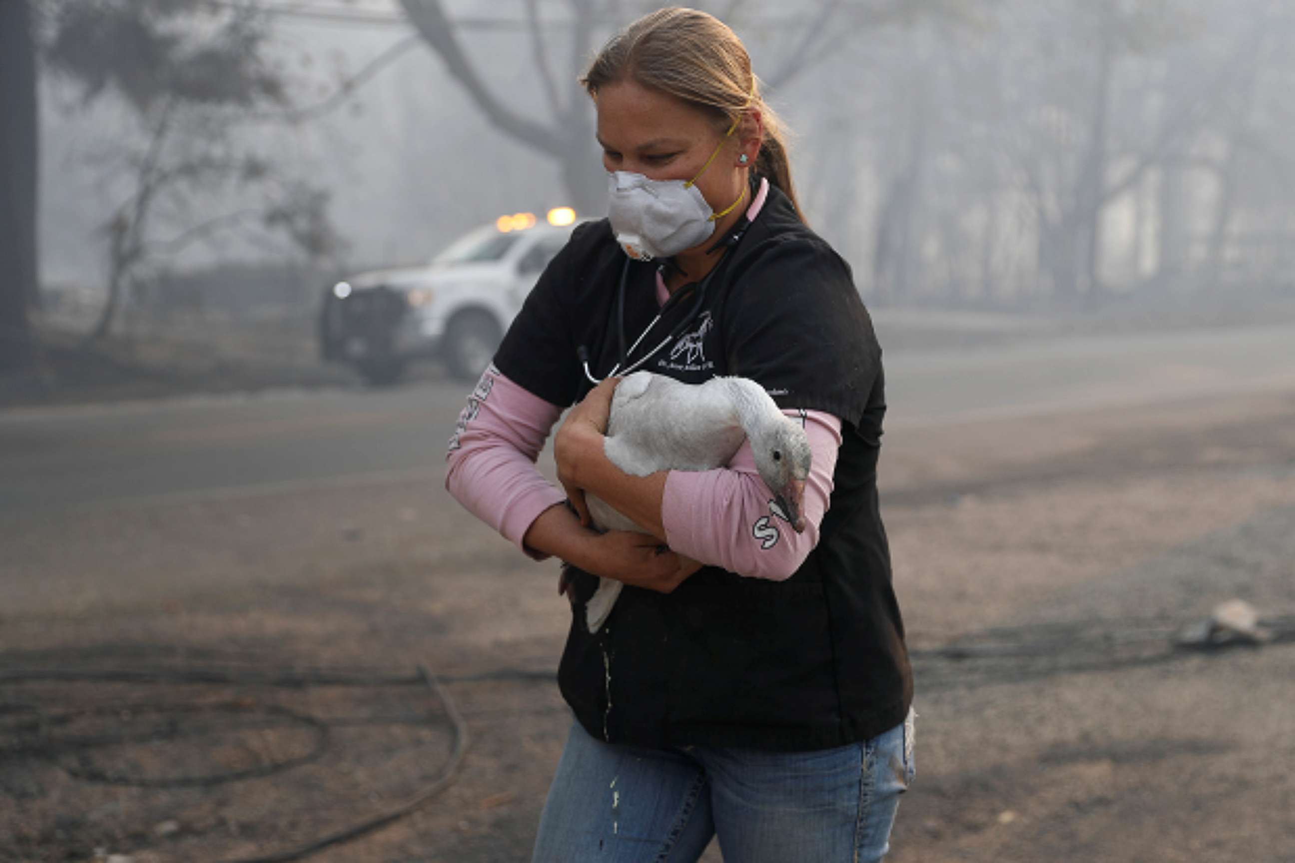 PHOTO: Equine veterinarian Jesse Jellison carries an injured goose to a waiting transport during the Camp Fire in Paradise, Calif. Nov. 10, 2018.