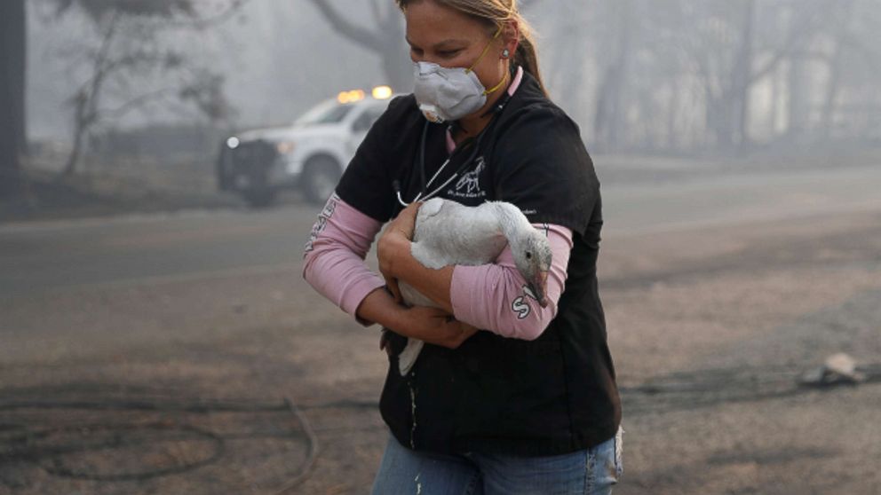 Equine veterinarian Jesse Jellison carries an injured goose to transport during the Camp Fire in Paradise, Calif. Nov. 10, 2018.