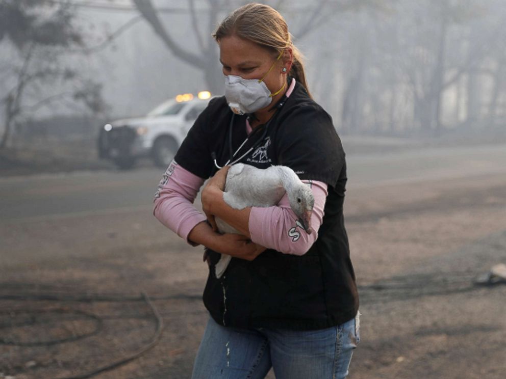 PHOTO: Equine veterinarian Jesse Jellison carries an injured goose to a waiting transport during the Camp Fire in Paradise, Calif. Nov. 10, 2018.