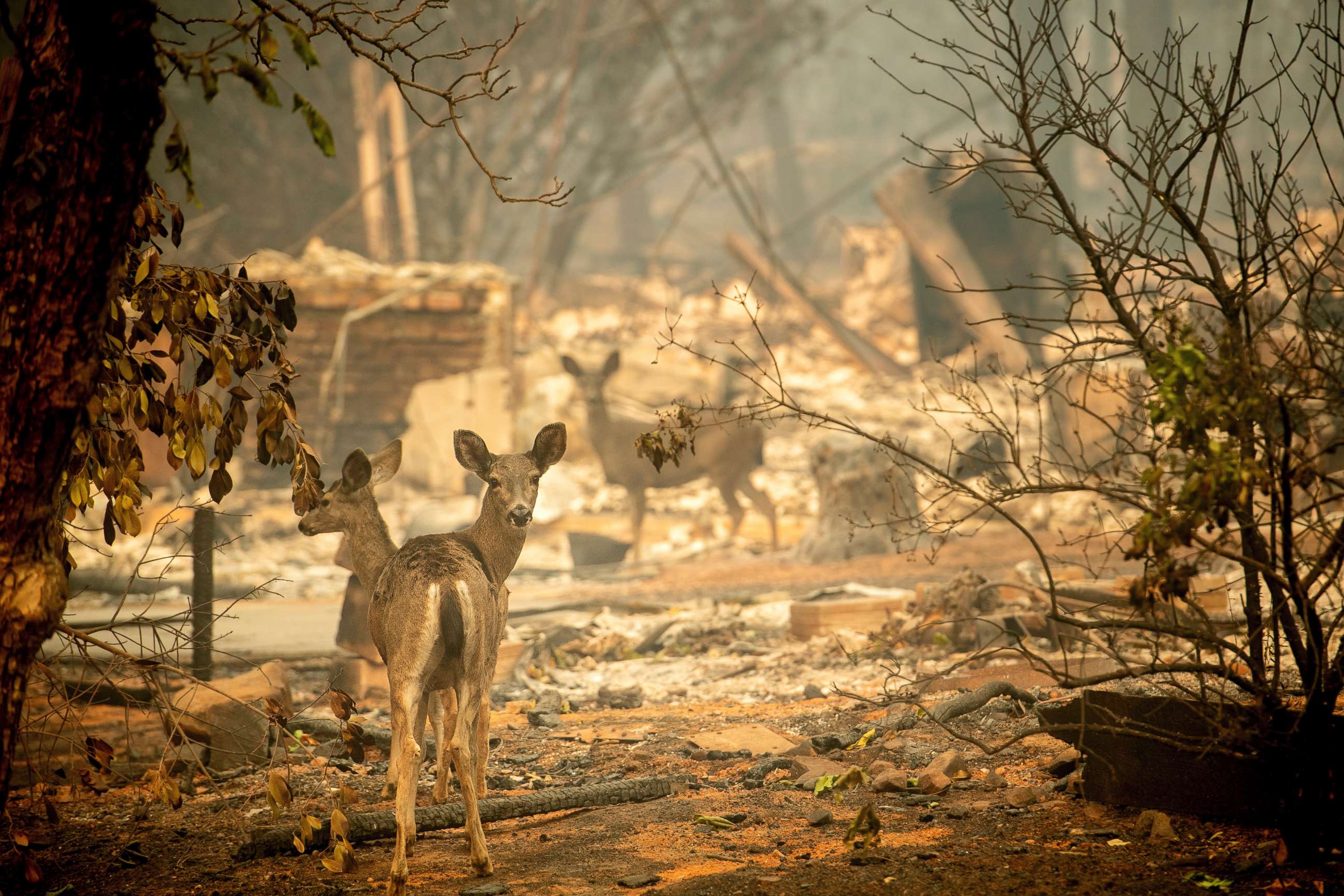 PHOTO: A deer walks past a destroyed home on Orrin Lane after the wildfire burned through Paradise, Calif., Nov. 10, 2018.