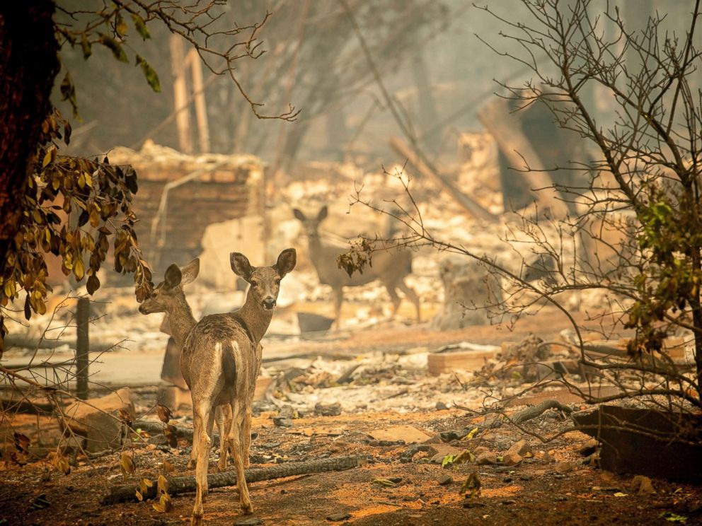 PHOTO: A deer walks past a destroyed home on Orrin Lane after the wildfire burned through Paradise, Calif., Nov. 10, 2018.