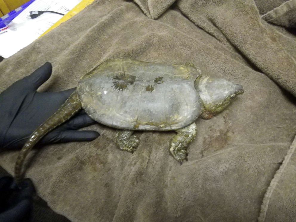 PHOTO: An undated image released by the U.S. Attorneys Office shows a big-headed turtle seized from accused wildlife smugglers.