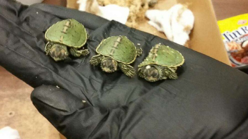 wildlife smugglers 02 indian roofed turtle ht jc 180906 hpMain 16x9 992.