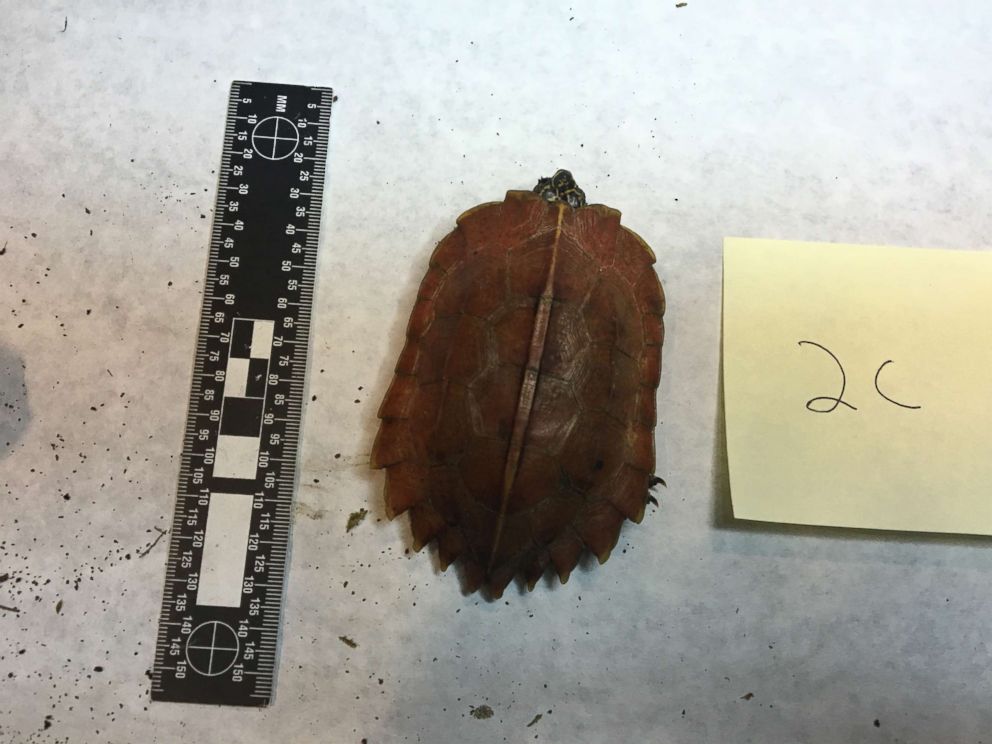 PHOTO: An undated image released by the U.S. Attorneys Office shows a black breasted leaf turtle seized from accused wildlife smugglers.