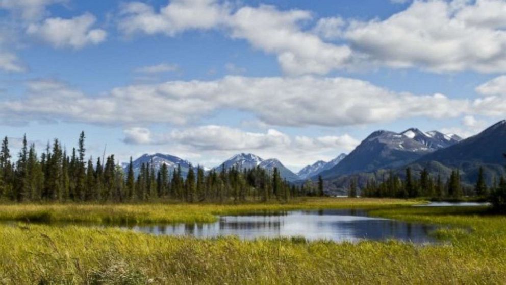 Hiker attacked by mama bear after his dog chased her and 2 cubs on trail