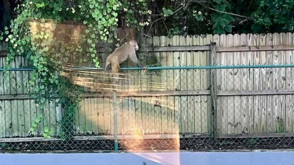 PHOTO: The Orange City, Florida Police Department confirmed that it has received calls about a wild rhesus macaque running through neighborhoods and they have notified the Florida Fish and Wildlife Conservation Commission on Wednesday, Aug. 24, 2023.