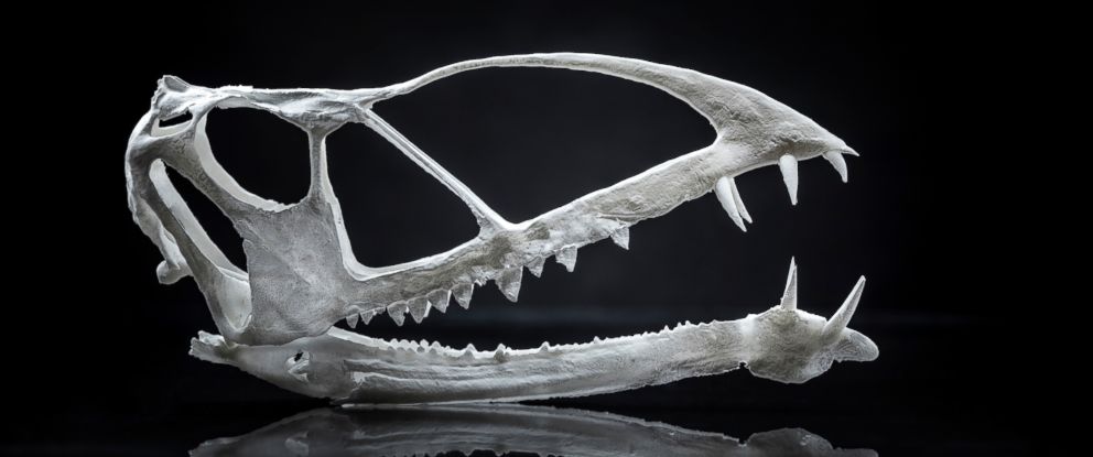 pterosaur skeleton