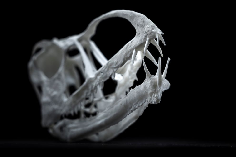 PHOTO: A 3D printed model of Pterosauria Skull.