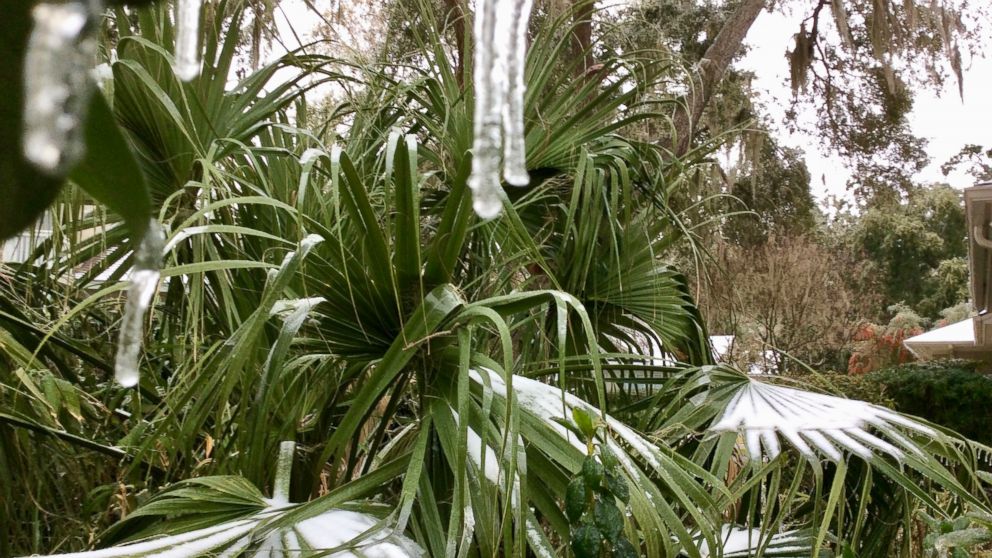 PHOTO: Snow accumulates on plants in Savannah, Ga., Jan. 3, 2017.