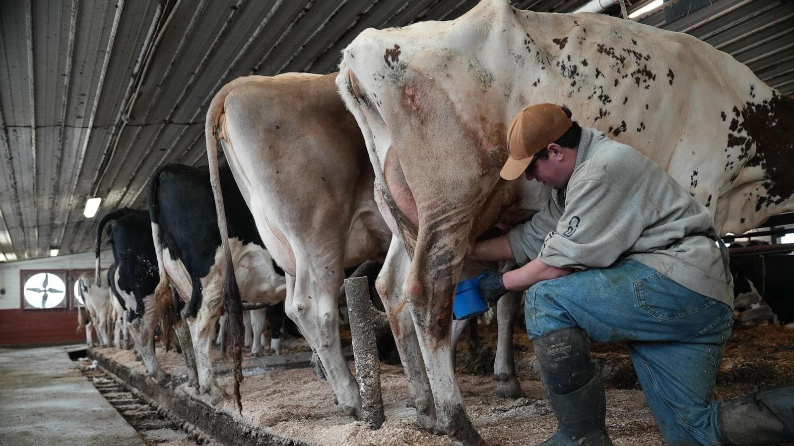 Push for raw milk intensifies across the US, despite illness outbreaks and scientists’ warnings