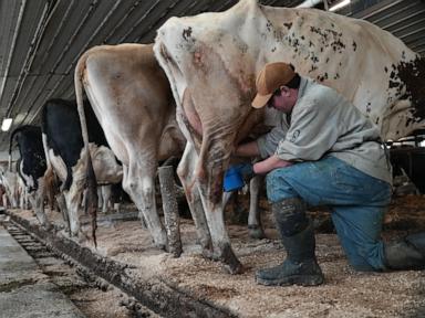 The White Liquid Rebellion and the Price of Nostalgia