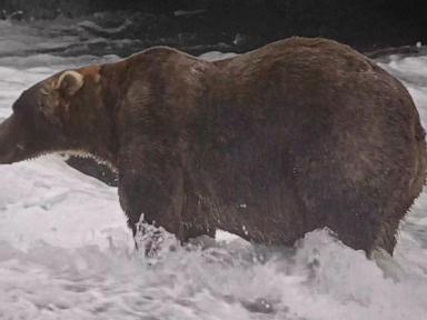 Gentle giant Backpack declared winner of Alaska's Fat Bear Week