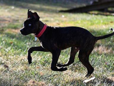 Kansas City Chiefs player becomes a coach to a mutt named Parsnip for the 'Puppy Bowl'